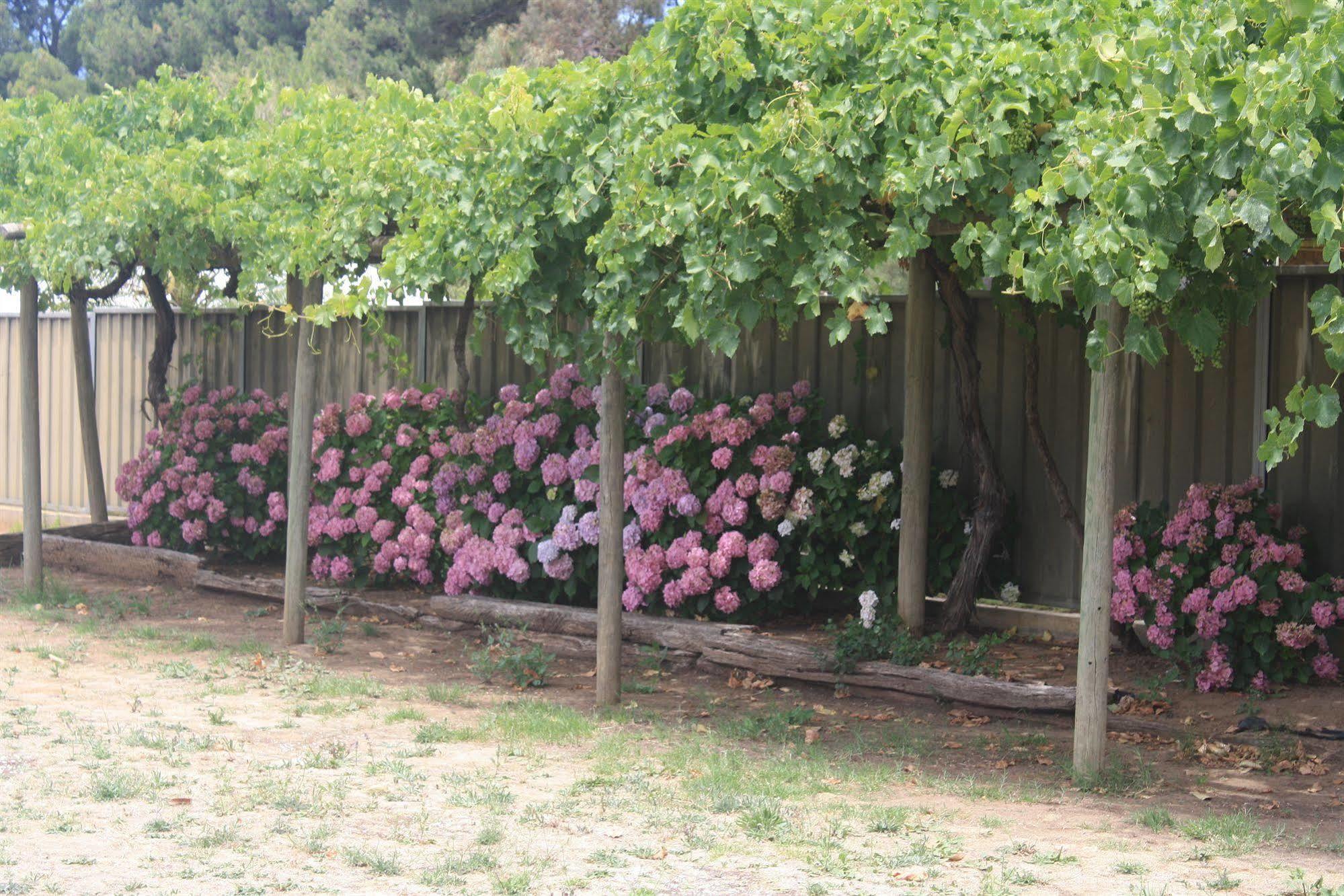 安格斯顿葡萄园汽车旅馆 Angaston 外观 照片